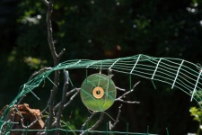 An Old Cd Used As A Bird Repellent