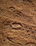 Animal Hoof And Partial Boot Print