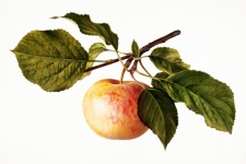 Apple Fruit Vintage Art