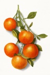 Orange Orange Fruit Vintage
