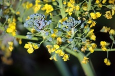 Aphids Clustered In Yellow Flowers