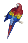 Macaw Parrot Vintage Art