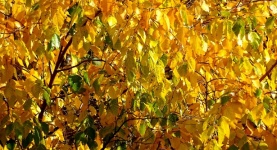 Autumn Fall Tree Leaves