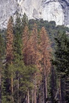 Autumn Pines
