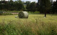 Bale Of Hay A Freshly Cut