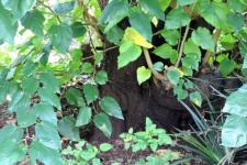 Base Of Mulberry Tree