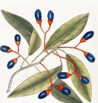 Tree Olives Vintage Art