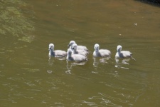 Baby Swans On The Water