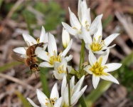 Bee On White Wildflowers