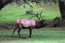 Big Bull Elk