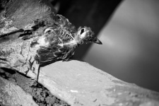 Black & White Image Of Dead Bird