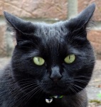 Black Cat Up Close