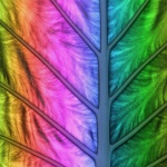 Leaf Foliage Rainbow Abstract