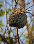 Bleached Woven Nest Of Weaver Bird