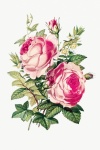 Flower Blossom Vintage Art