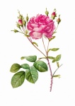 Flower Blossom Vintage Art