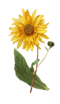 Blossom Flower Sunflower Vintage