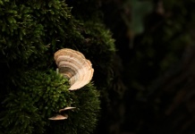 Bracket Fungus Growing In Moss