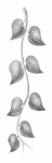 Branch With Leaves. Sketch