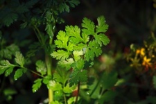 Bright Green Parsley Leaves