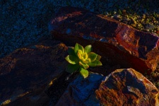 Bright Succulent Plant