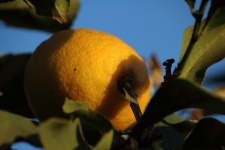 Bright Yellow Lemon On A Tree