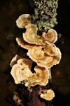 Brown Bracket Fungus On Tree Branch