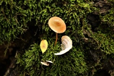 Brown Mushroom And Fungus On Moss