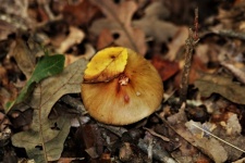Brown Mushroom With Yellow Leaf