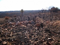 Burnt Out Grassland With Rocks