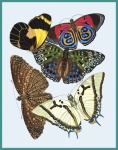 Butterflies Vintage
