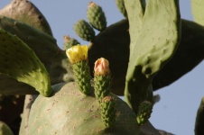 Cactus Flowers In Bloom