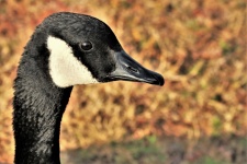 Canada Goose Profile Portrait