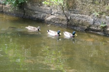 Ducks On The Canal