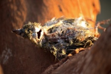 Carcass Of Small Dead Bird
