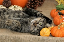 Cat Playing In Pumpkins