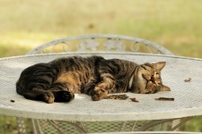 Cat Sleeping On White Picnic Table