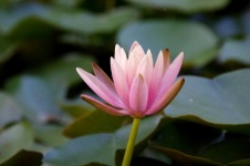 Centered Waterlily In Water Pond