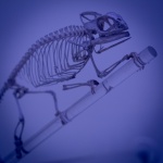 Chameleon Skeleton