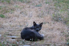 Gray Cat Lying Down