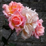 Churchyard Roses