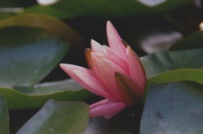 Close-up Of Pink Lotus Flower