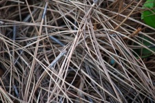 Close View Of Dry Pine Needles