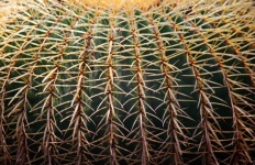 Close View Of Pincushion Cactus