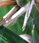 Close View Of Spiderweb In Garden