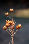 Cluster Of Ornithogalum Seed Pods