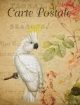 Cockatoo Vintage Floral Postcard