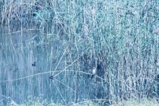 Common Moorhen On A Dam With Reeds
