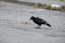 Raven On The Road