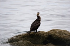 Cormorant On A Rock